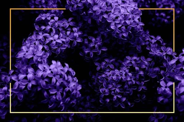 Bellissimi fiori lilla con tinta nera e cornice. Fioritura cespuglio lilla con tenero piccolo fiore . Foto Stock Royalty Free