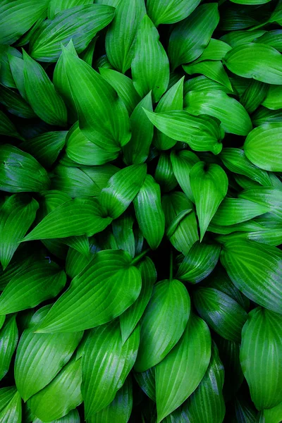 Hojas verdes multicolores en el bosque soleado. Fondo vertical natural . —  Fotos de Stock