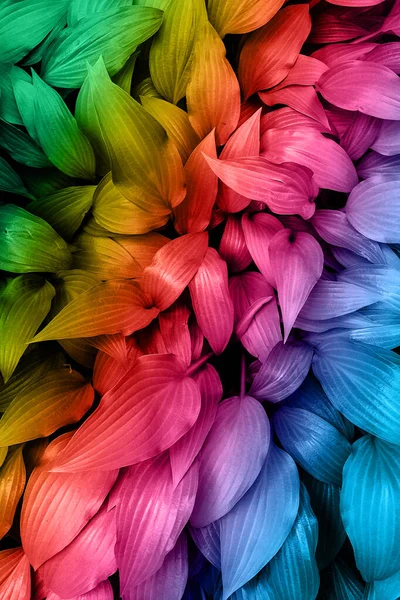 Multicolours leaves in the sunny forest. Natural vertical background. Rainbow colours gradient — Stock Photo, Image