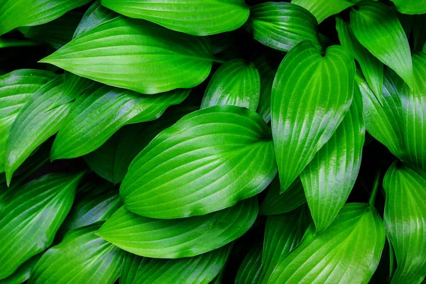 Meerkleurige groene bladeren in het zonnige bos. Natuurlijke achtergrond. Stockfoto