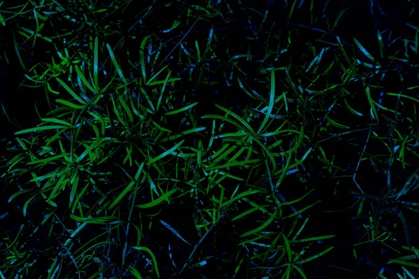 Groen blad in het bos met spookblauwe toning Stockfoto
