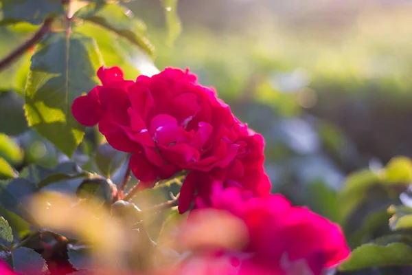 Piękne róże są pełne rozbłysku słońca — Zdjęcie stockowe