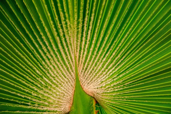 Textura Hoja Palma Verde Cerca Naturaleza Fondo Soleado —  Fotos de Stock