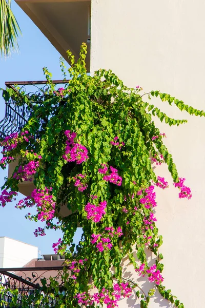 Fioletowe Kwitnące Bugenwille Zielonymi Liśćmi Ścianie Domu Kontekst Charakterze Pionowym — Zdjęcie stockowe