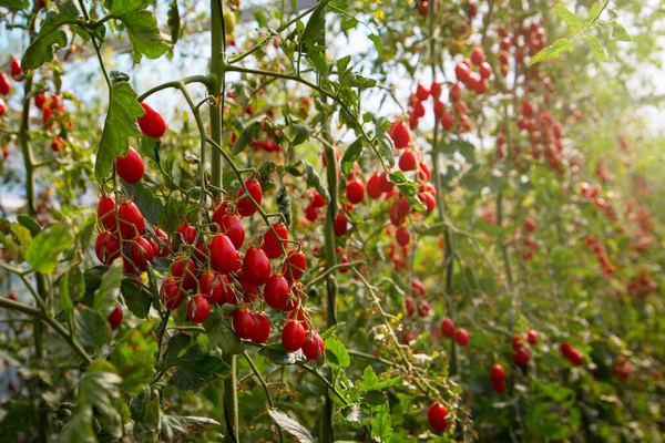 Pomodori maturi rossi su uno stelo in una serra con mano. Raccolta di pomodoro, verdura in una giornata di sole Foto Stock Royalty Free