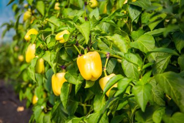 Serada olgun sarı biberler. Bir sürü taze yaprak. Sebze hasadı. Güneşli bir gün