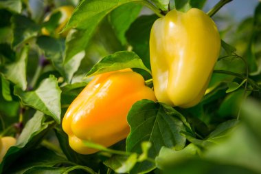 Serada olgun sarı ve turuncu biberler. Bir sürü taze yaprak. Sebze hasadı. Güneşli bir gün. Kapat.