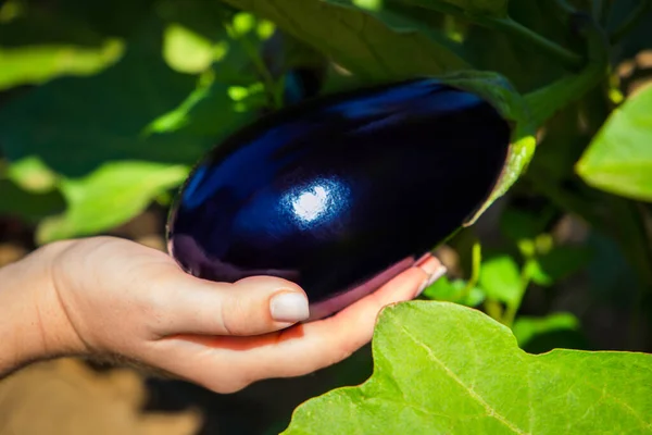 Vrouwelijke hand houdt verse rijpe aubergine op een tak. Zomer oogst. Een close-up. Zonnige dag Stockafbeelding