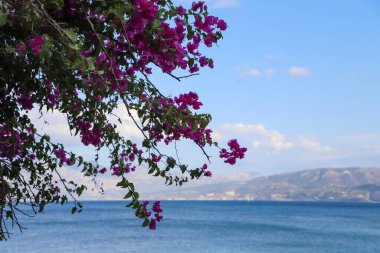 Dağ manzarasının arka planına karşı gölgede pembe çiçekli bir dal. Seyahat alanı için mükemmel bir zemin. Denizin ufkunda muhteşem dağlar görünür ve gökyüzünde yumuşak bulutlar süzülür.
