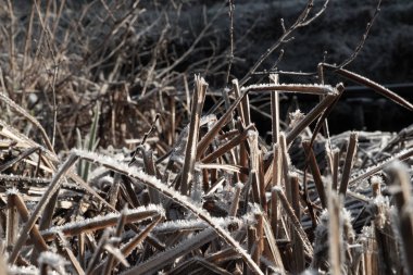 Kış manzarası, doğa. Buz, buz.