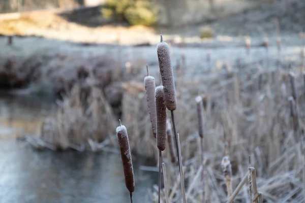 Зимний Пейзаж Природа Лед Мороз — стоковое фото