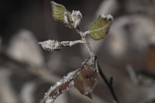 Paisaje Invernal Naturaleza Hielo Escarcha —  Fotos de Stock