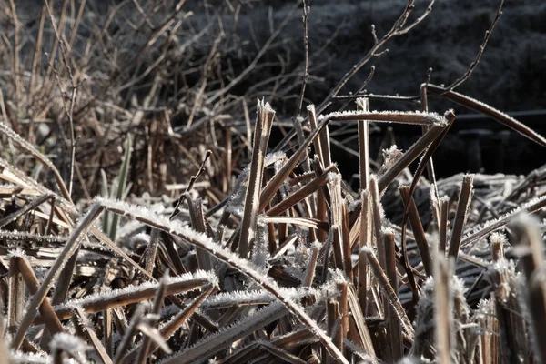 Kış manzarası, doğa. Buz, buz.