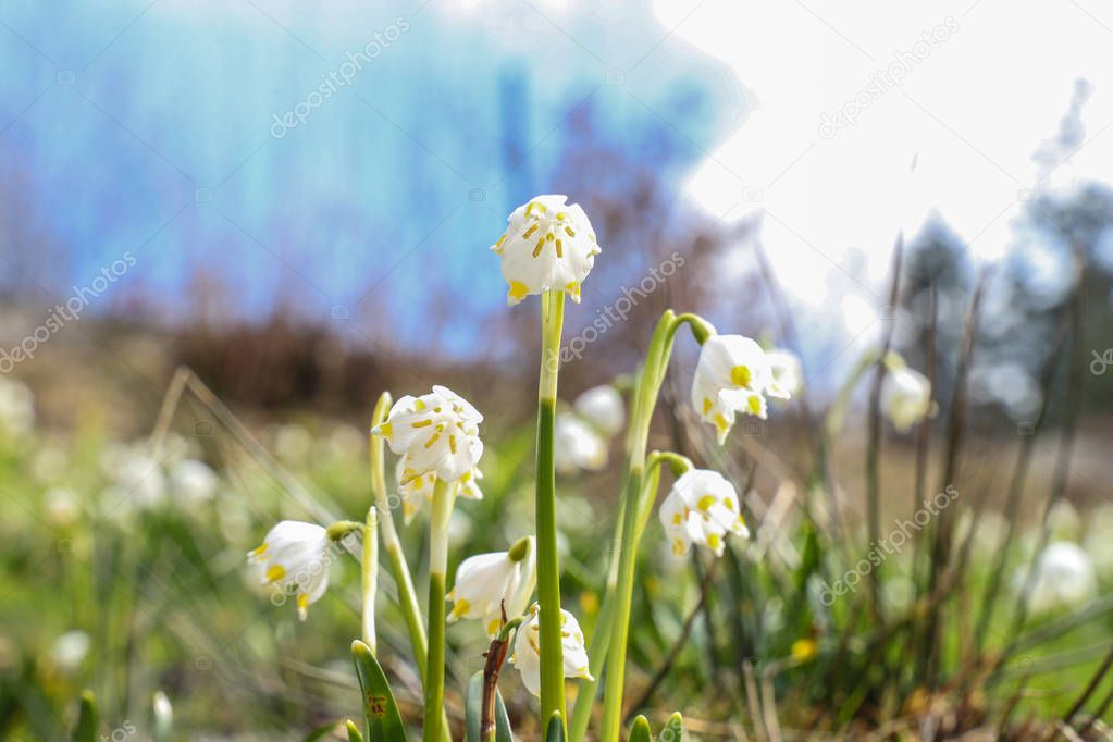 First spring flowers, snowflake and spring sun