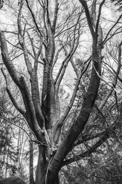 Ağaçların ölümü, gizemli orman.