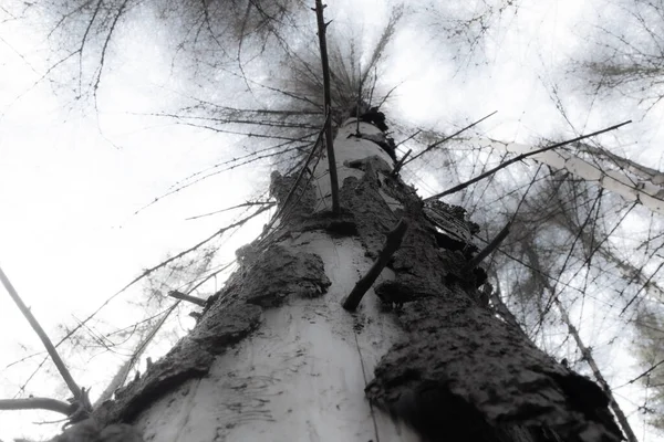 Tod Der Bäume Mysteriöser Wald — Stockfoto