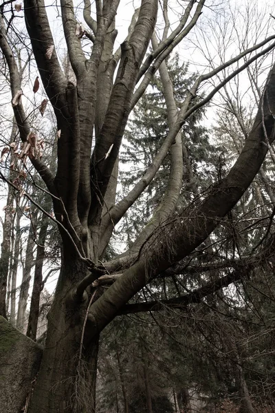 Tod Der Bäume Mysteriöser Wald — Stockfoto
