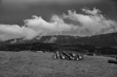 Ağaçlar, kütükler, kabuk böceği, ağaçların ölümü