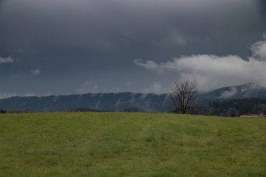Ağaçlar, kütükler, kabuk böceği, ağaçların ölümü