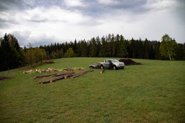 Ağaçlar, kütükler, kabuk böceği, ağaçların ölümü
