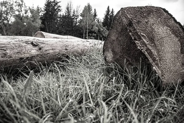 Stromy Klády Kůrovec Smrt Stromů — Stock fotografie