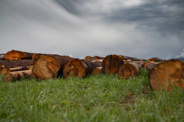 Árvores Troncos Besouro Casca Morte Árvores — Fotografia de Stock