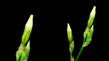 Siyah zemin üzerine çiçek açan iki sarı Iris çiçek Timelapse görünümü kapatın