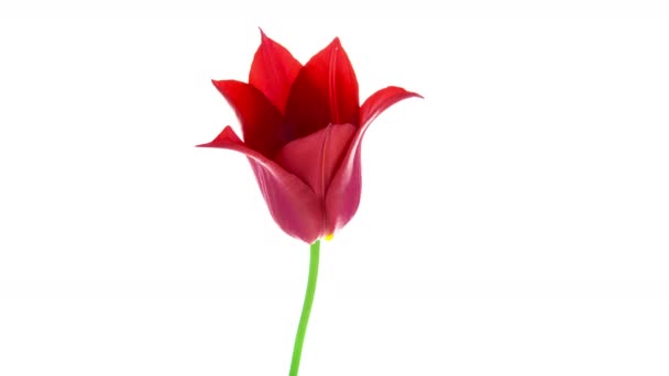 Timelapse Van Rode Puntige Tulip Bloem Bloeien Witte Achtergrond — Stockvideo