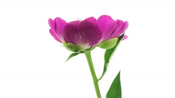 Timelapse de pivoine rose avec fleur intérieure blanche fleurissant sur fond blanc vue latérale 