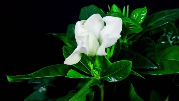 Zeitraffer Der Weißen Gardenia Blume Blüht Auf Schwarzem Hintergrund — Stockvideo