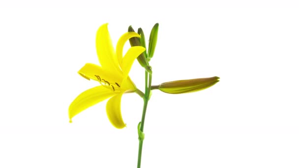 Timelapse de plusieurs fleurs jaunes de nénuphar fleurissant et s'estompant sur fond blanc 