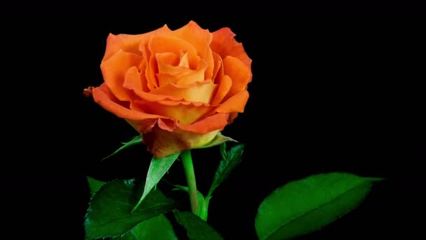 Zeitraffer einer orangefarbenen Rosenblüte, die auf schwarzem Hintergrund blüht