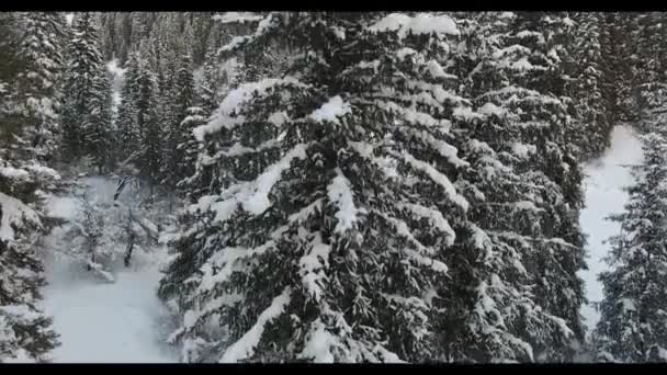 Vuelo de invierno en montañas nevadas con árboles en Almaty, Kazajstán — Vídeos de Stock