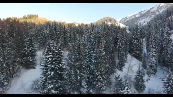 Winter flight in snowy mountains with trees in Almaty, Kazakhstan — Stock Video
