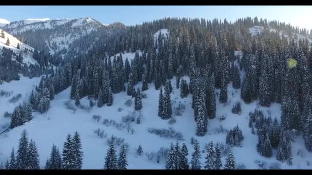 Vuelo de invierno en montañas nevadas con árboles en Almaty, Kazajstán — Vídeo de stock