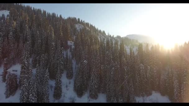 Vuelo de invierno en montañas nevadas con árboles en Almaty, Kazajstán — Vídeo de stock