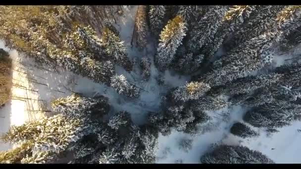 Winter flight in snowy mountains with trees in Almaty, Kazakhstan — Stock Video