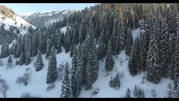 Vôo de inverno em montanhas nevadas com árvores em Almaty, Cazaquistão — Vídeo de Stock