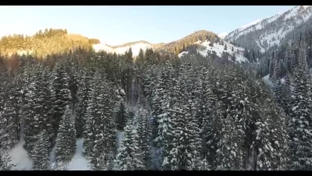 Vôo de inverno em montanhas nevadas com árvores em Almaty, Cazaquistão — Vídeo de Stock