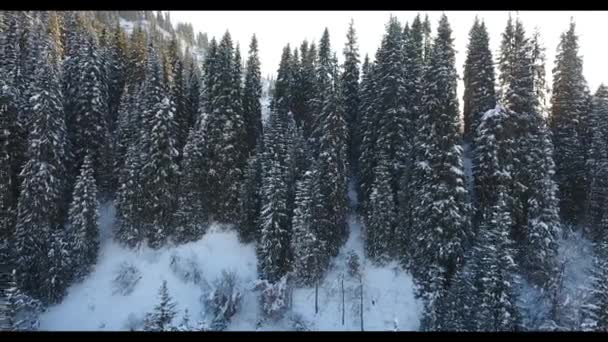 Vôo de inverno em montanhas nevadas com árvores em Almaty, Cazaquistão — Vídeo de Stock