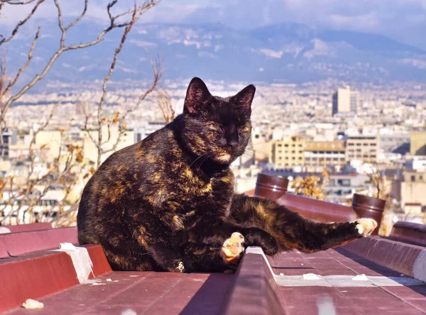Cat on a house roof above Athens, Greece,  with city and mountain view in the background.