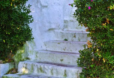 Plaka, Atina ve Yunanistan 'da yeşil yapraklı bitkiler, Anafiotika bölgesi ile çevrili eski beyaz adımlar.