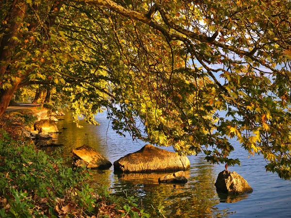 Kastoria Gölü 'ndeki kayalar, Yunanistan. Güzel yapraklar, altın sarısı 