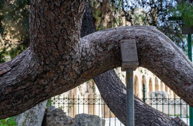 Sütun, eğimli büyük desenli çam ağacı gövdesini destekler.