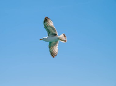 Açık kanatlı martı mavi gökyüzüne doğru süzülüyor. Beyaz bir