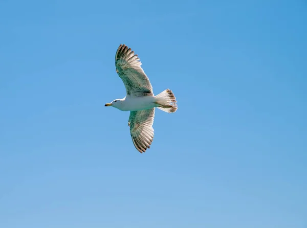 Mouette aux ailes ouvertes s'élevant contre un ciel bleu profond. Sapin blanc — Photo