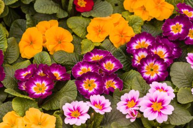 güzel çiçek arkaplanı