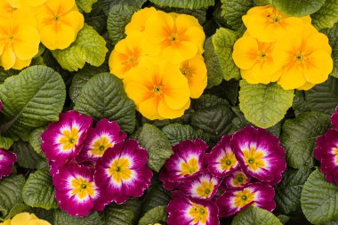 güzel çiçek arkaplanı