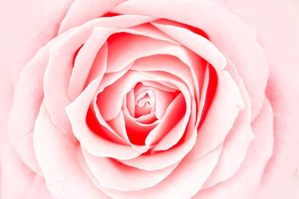 Beautiful rose bud — Stock Photo, Image