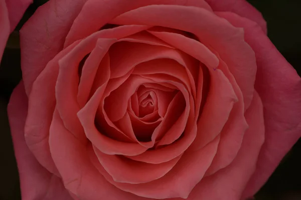 Contexte du bouton de rose — Photo